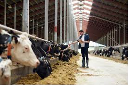 Man feeding cattle